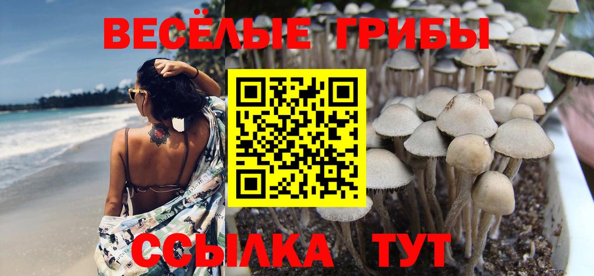Малоярославец  Псилоцибиновые грибы MAGIC MUSHROOMS  Вход с VPN 